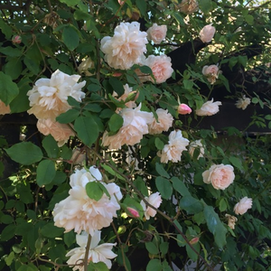 Kremowy, z różowym odcieniem - róża noisette